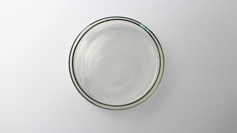 Petri dish