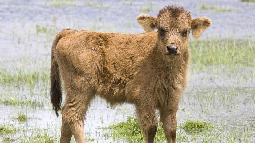 Calf (Cattle)
