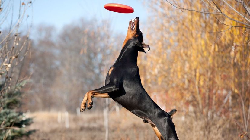 15 Doberman