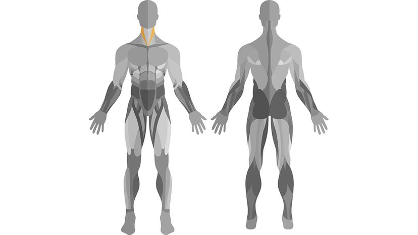 Sternocleidomastoid