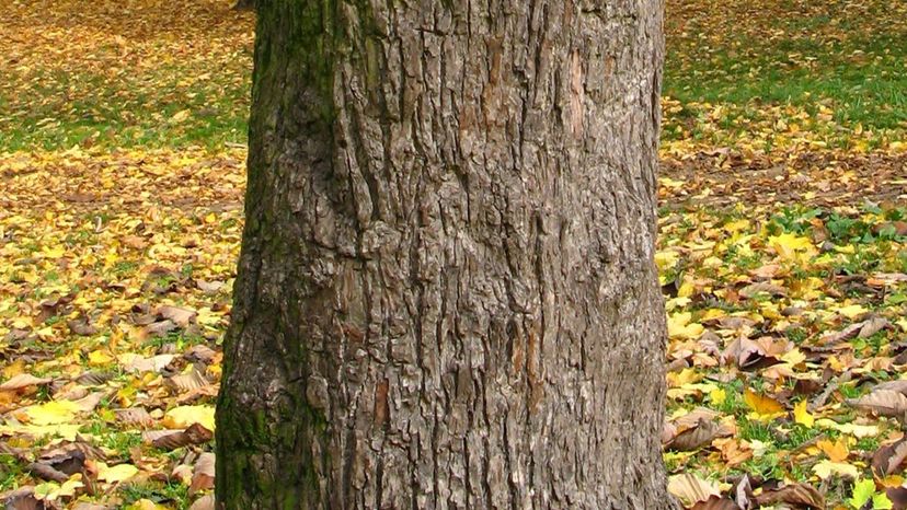 Cucumber Tree