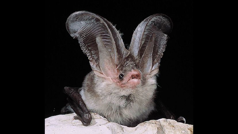 Sardinian long-eared bat
