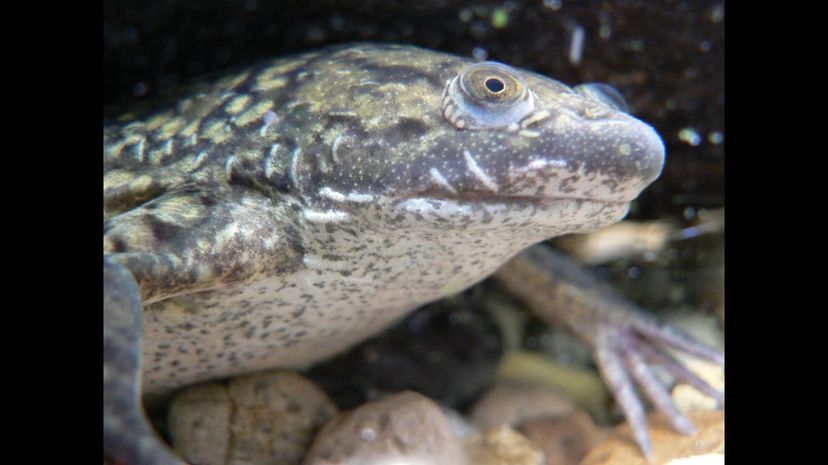 #11 African Clawed frog