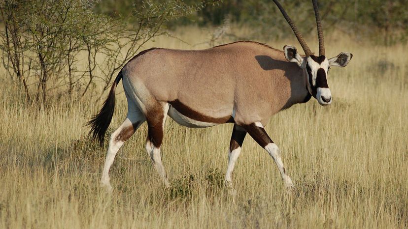 Oryx Desert Animal