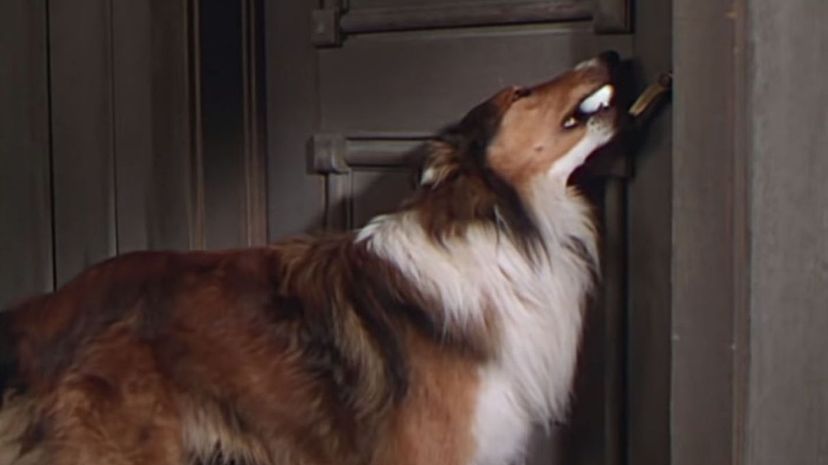Lassie Comes Home 1943