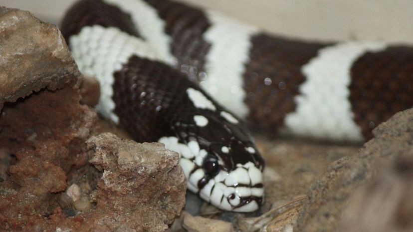 California Kingsnake