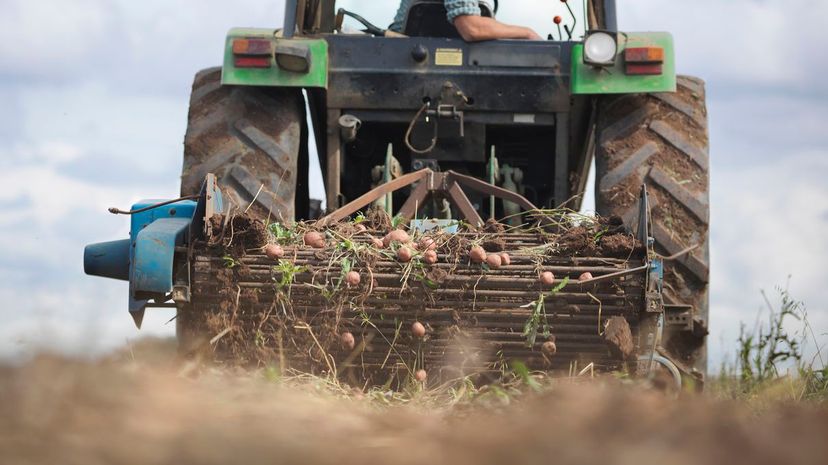 Potato harvester