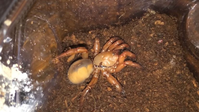 Red Folding Trapdoor Spider