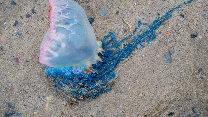 Portuguese Man-of-War