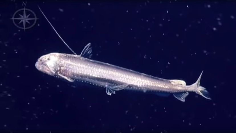 10 Saber-toothed viperfish