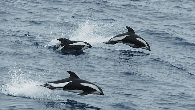 hourglass dolphin