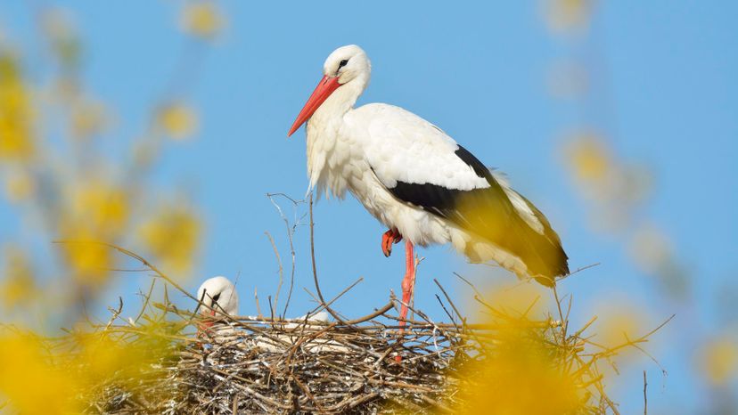 White stork in nest