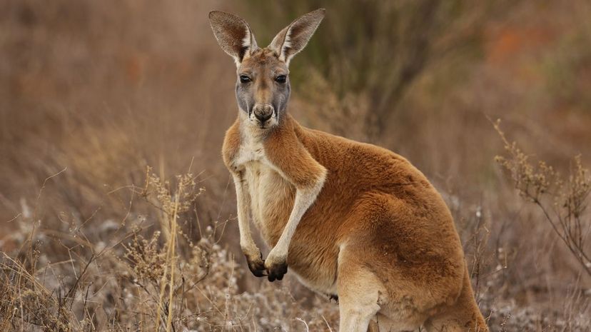 Question 22 - kangaroo