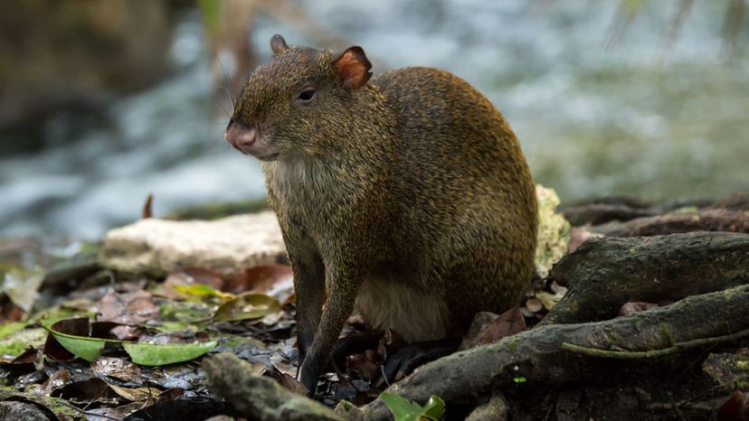 Agouti