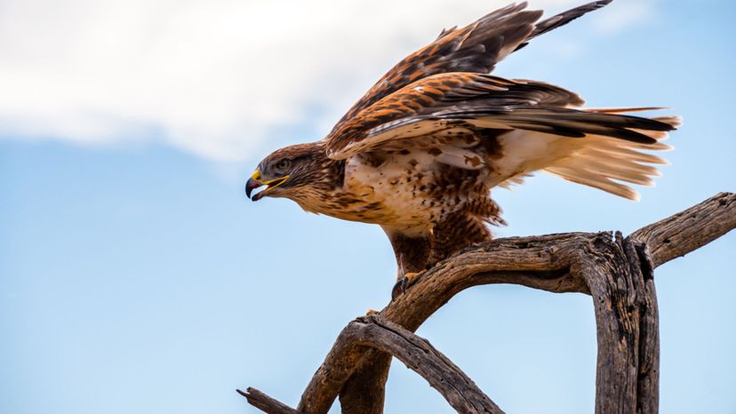 Ferruginous hawk