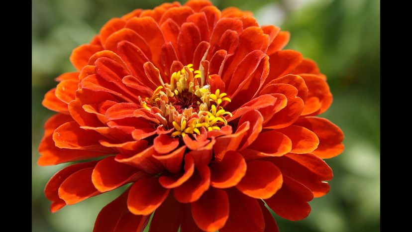 Zinnia