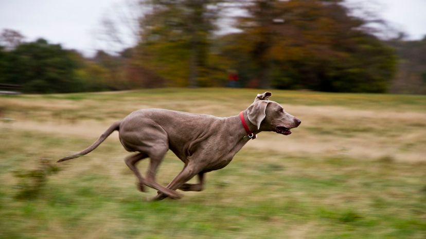 Weimaraner