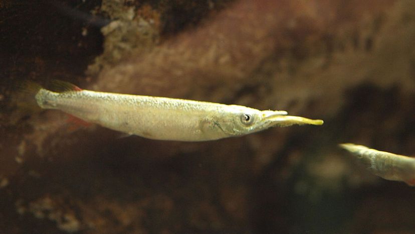 Halfbeak