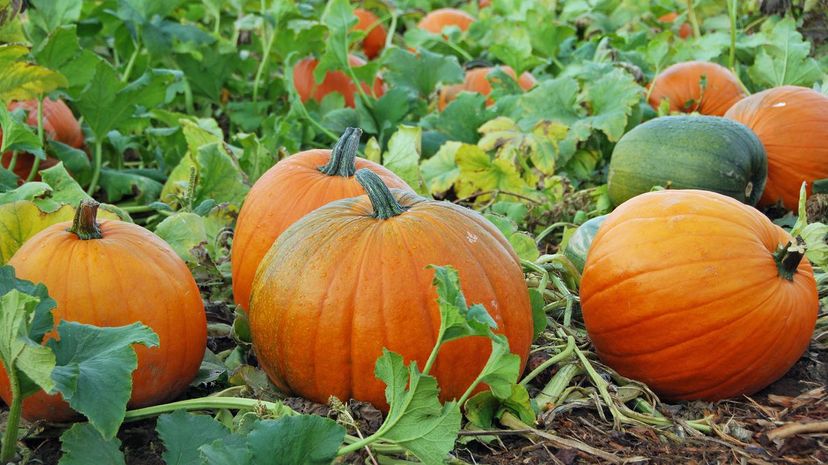 pumpkin field