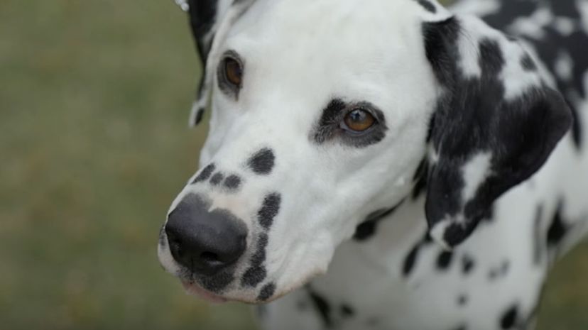 5 Dalmatian