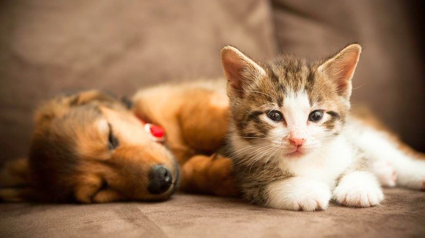 Cat and Dog