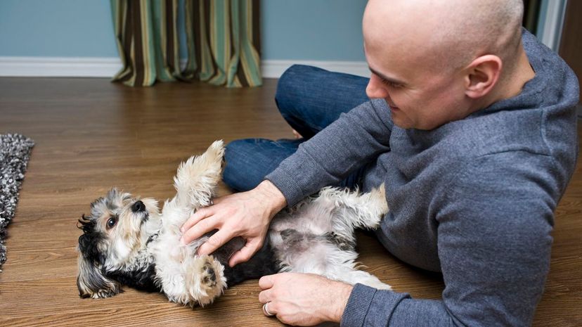 Belly Rub