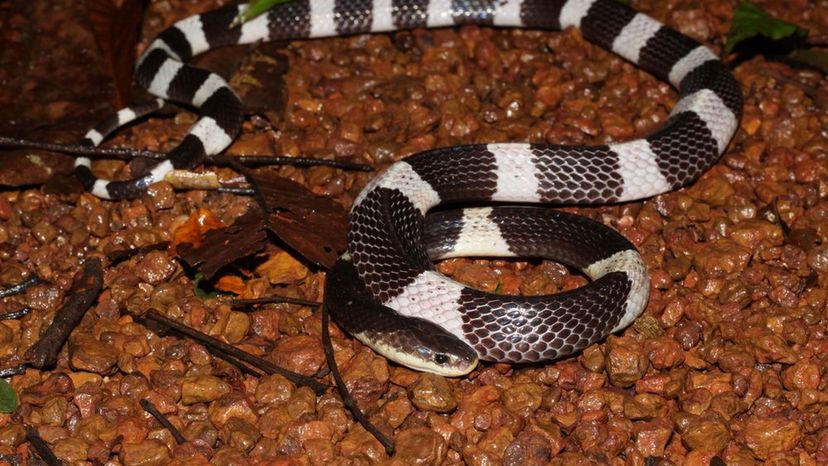 Malayan Krait