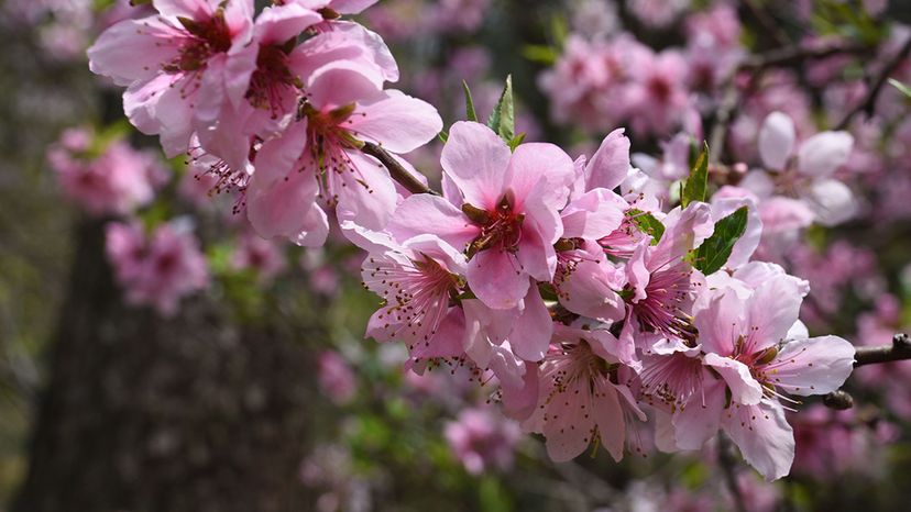 Peach blossom