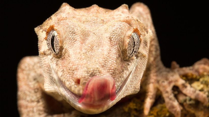 Gargoyle Gecko