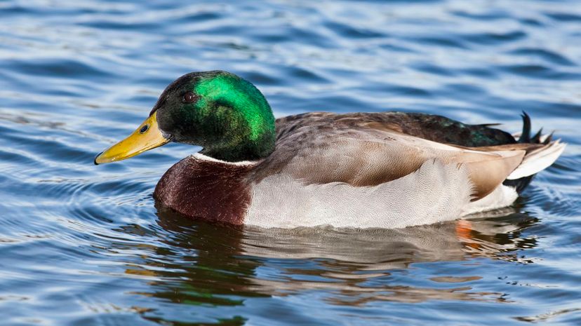 Mallard