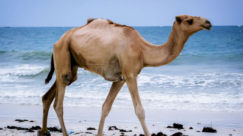 Camel on Beach