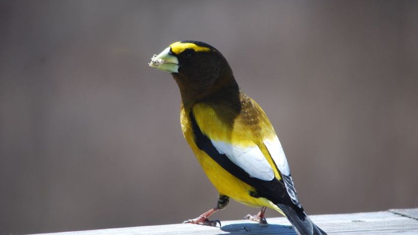 Evening grosbeak