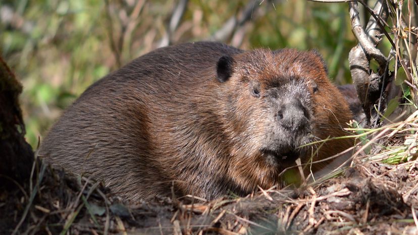 North American Beaver