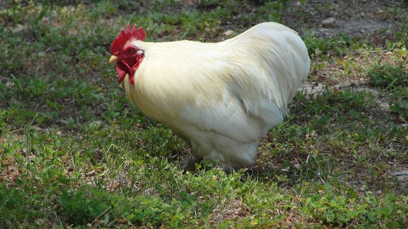Leghorn Rooster