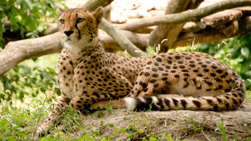 Cheetah