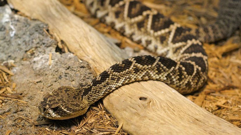 Eastern Diamondback