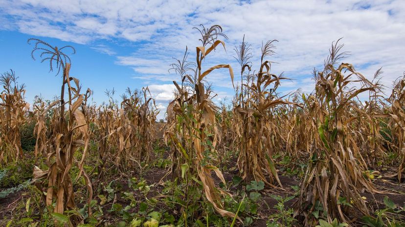 Dying corn crops