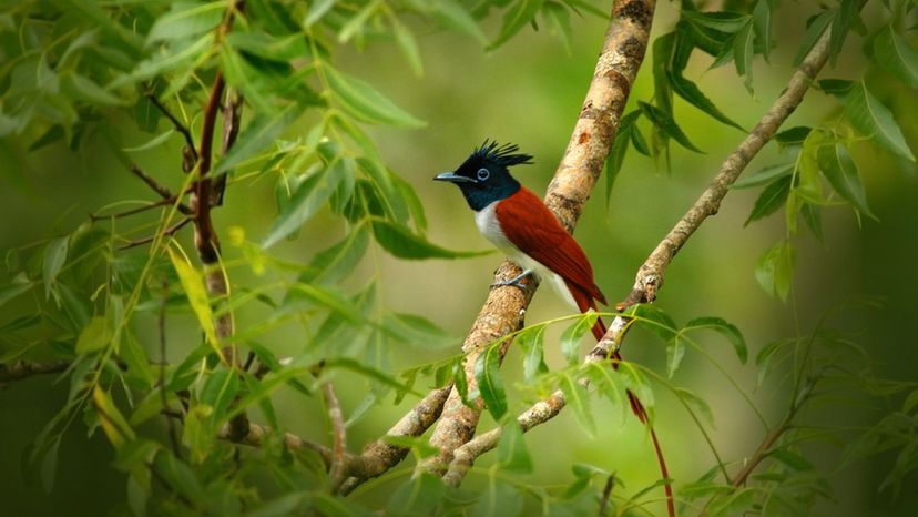 indian paradise flycatcher