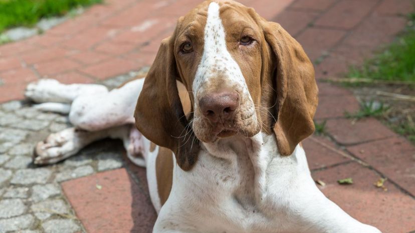 Bracco Italiano