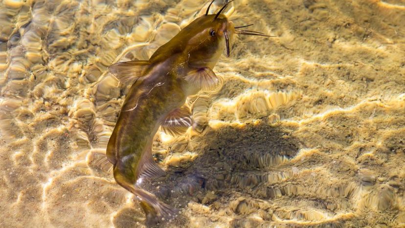 Brown Bullhead Catfish