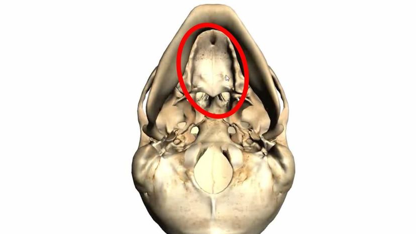 palatine bone