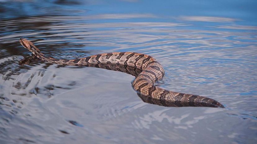 Rattlesnake swimming