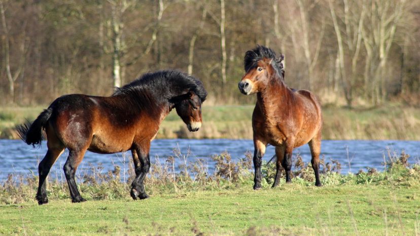 Exmoor Ponies