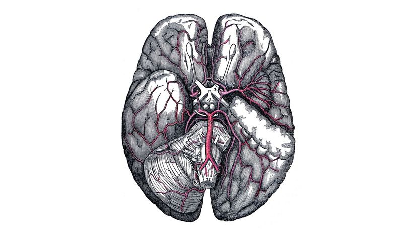 Q 39 Brain blood