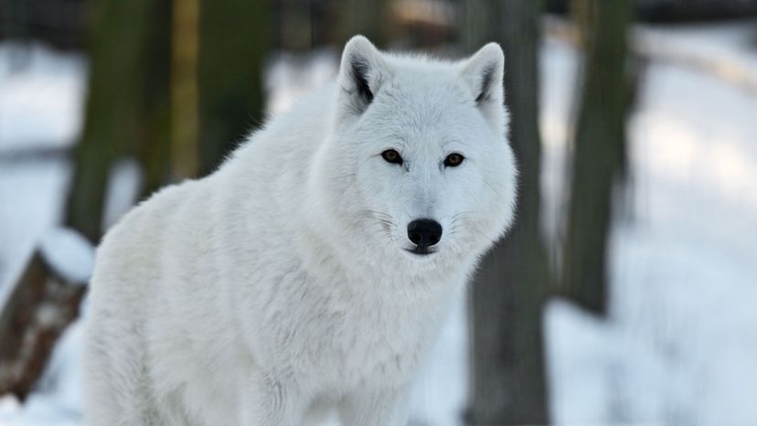 Wolf - polar