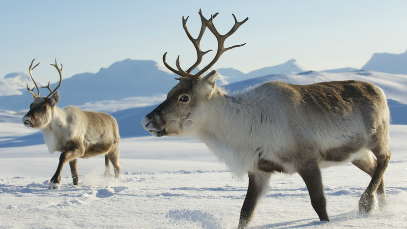 Reindeer Animal