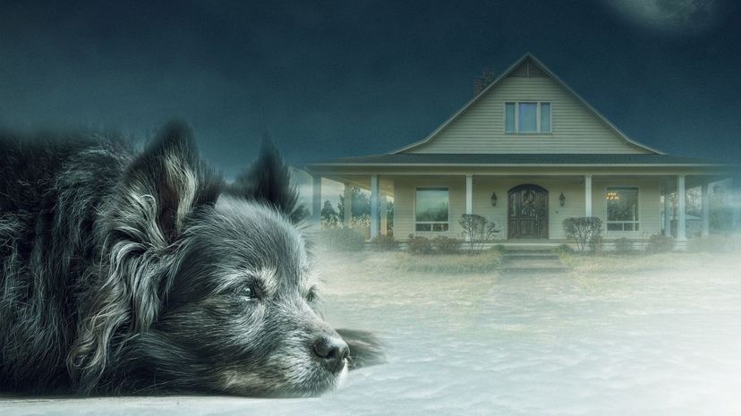 Build a House From the Ground Up and We'll Guess What Dog Breed You Should Own