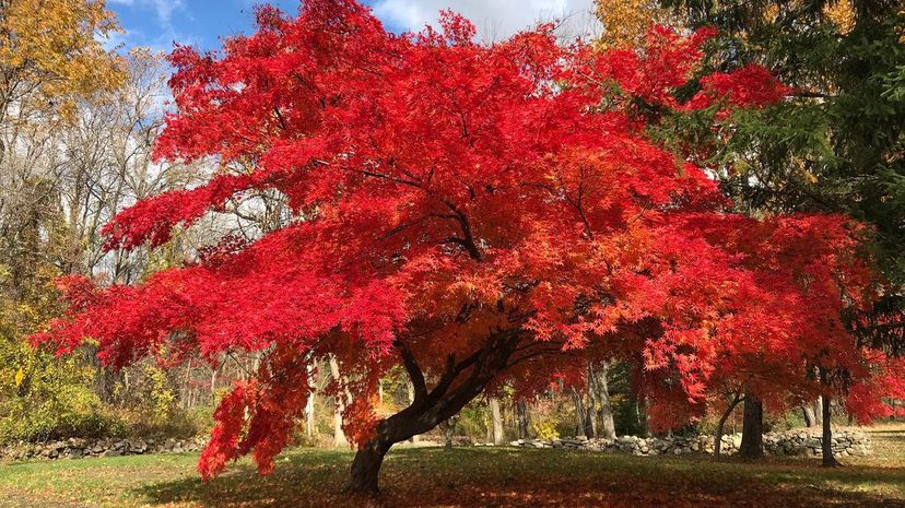 28 Japanese maple tree GettyImages-1063548956