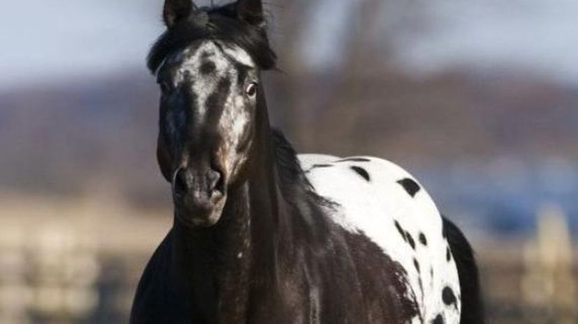 Appaloosa