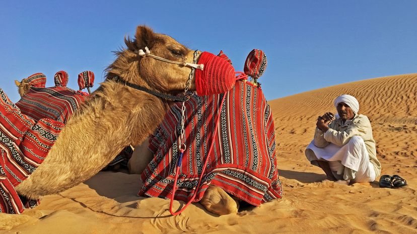 Arabian Camel (Eritrea and Kuwait)